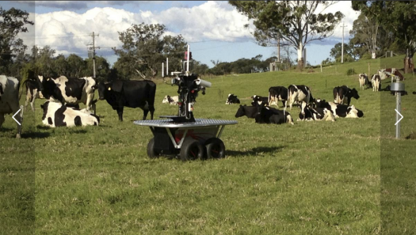 シドニー大学で開発された牛の群れを追うロボット（http://www.illawarramercury.com.au/より）