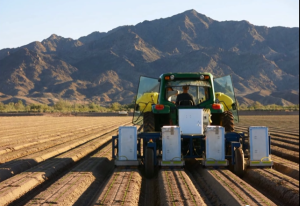 ぶる・リバー・テクノロジーズ社のレタスボットは、作物の芽を間引きする（http://www.bluerivert.com/より）